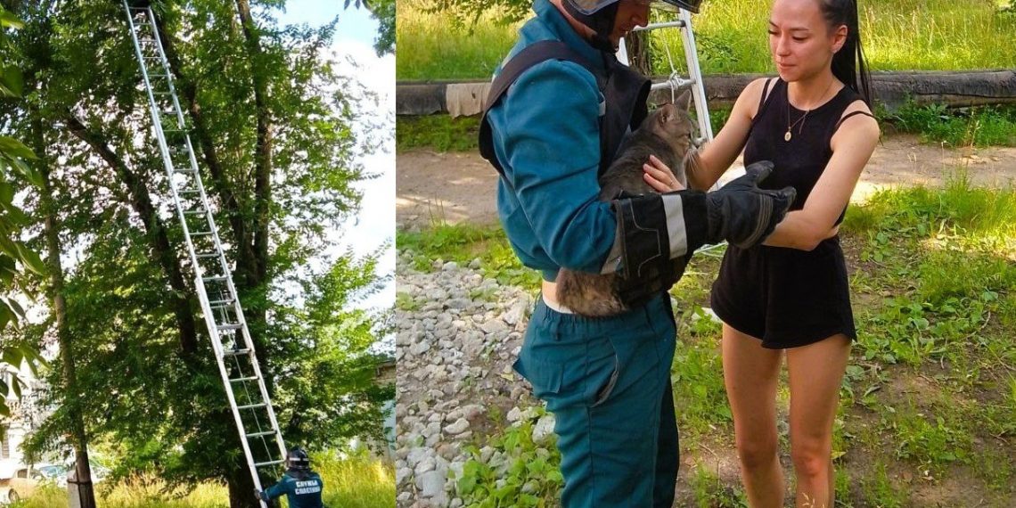 Ульяновские спасатели эвакуировали домашнего кота с дерева на улице Пионерской