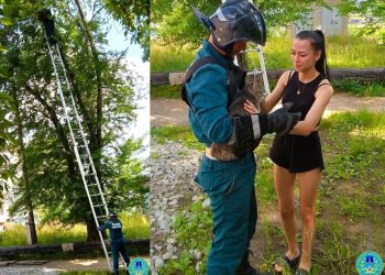 Ульяновские спасатели эвакуировали домашнего кота с дерева на улице Пионерской