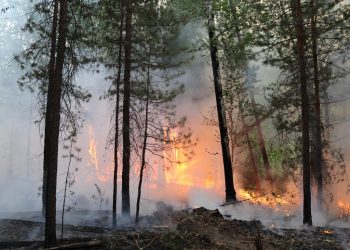 До 1 сентября в Ульяновской области действует особый противопожарный режим