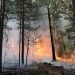 До 1 сентября в Ульяновской области действует особый противопожарный режим