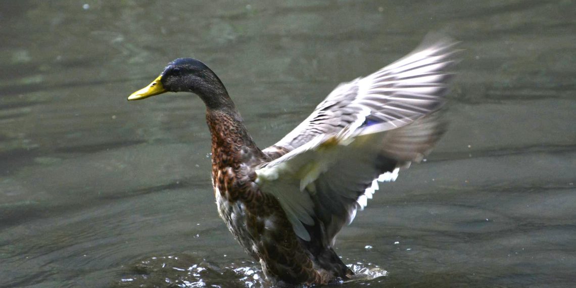 Открыт сезон охоты на пернатую дичь в Ульяновской области: сроки и правила