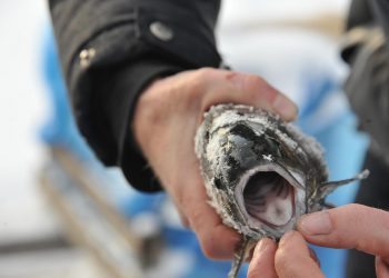 После 10-летнего перерыва в Ульяновской области восстанавливают Рыбохозяйственный Совет