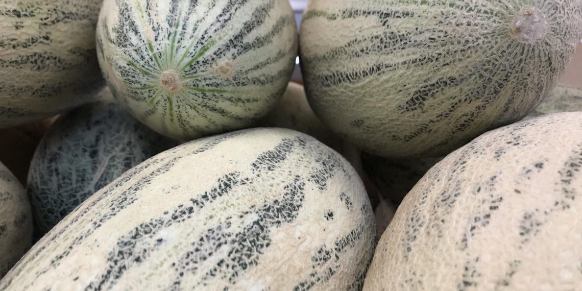 Первая партия казахстанских дынь прошла фитоконтроль в Ульяновской области