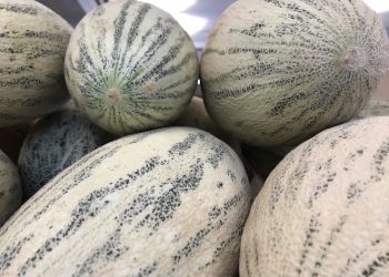 Первая партия казахстанских дынь прошла фитоконтроль в Ульяновской области