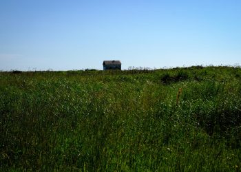 Россельхознадзор выявил зарастание 384 га сельхозземель в Ульяновской области