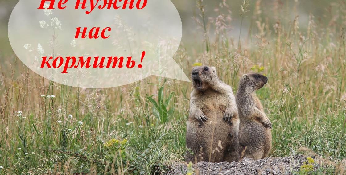 Руководство «Сенгилеевских гор» просит ульяновцев не кормить сурков