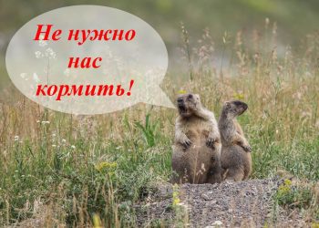 Руководство «Сенгилеевских гор» просит ульяновцев не кормить сурков