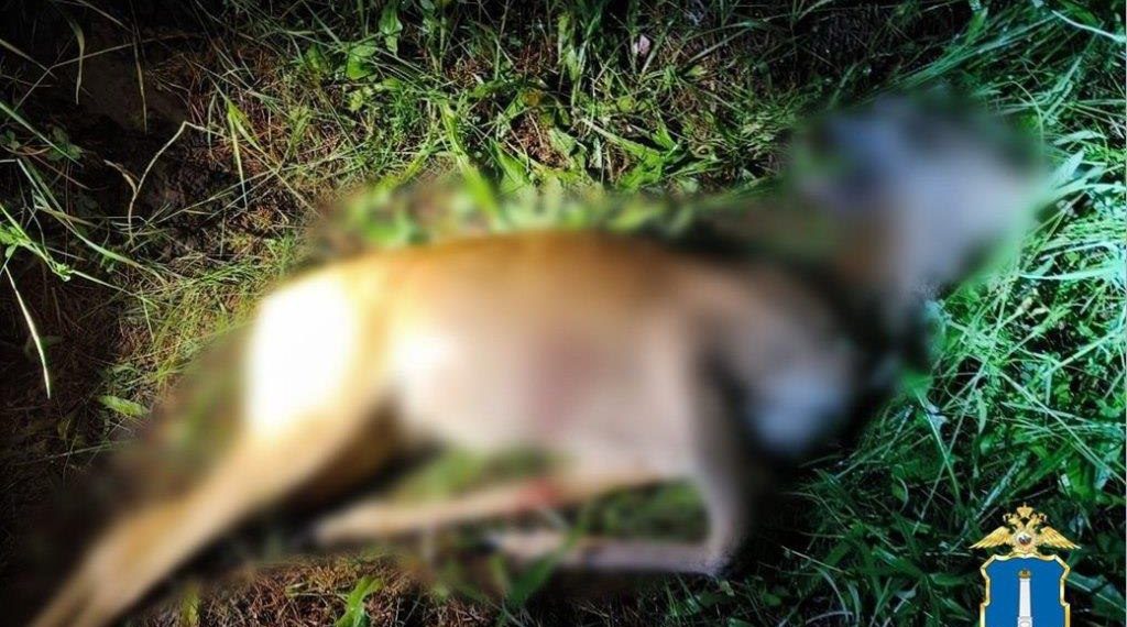 В Ульяновской области задержали охотников на косулю