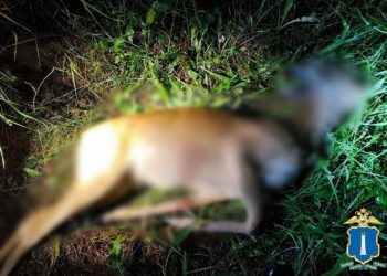 В Ульяновской области задержали охотников на косулю