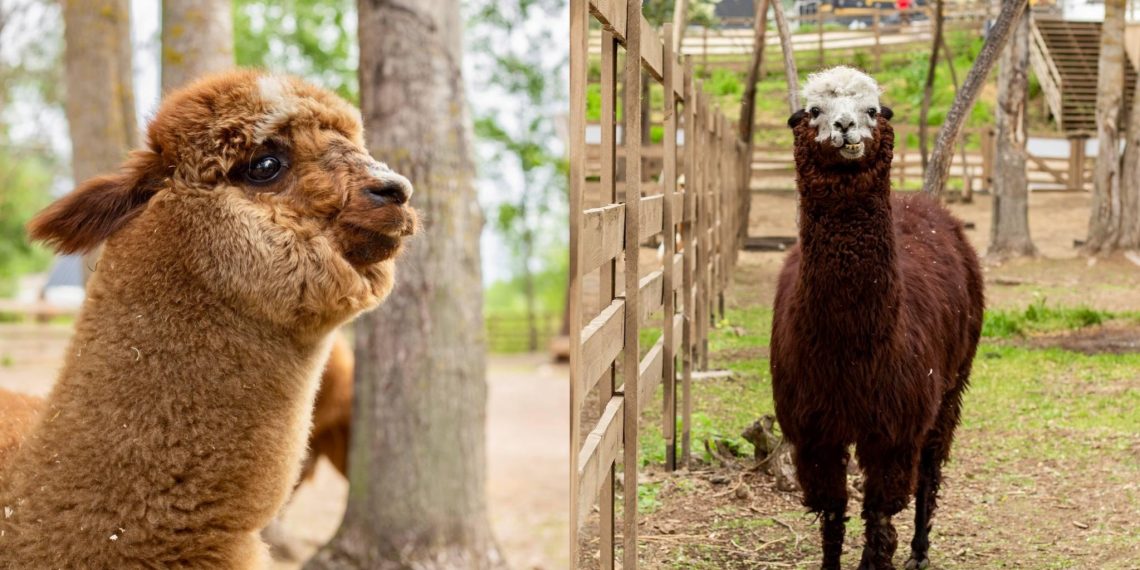 Новая достопримечательность: в Ульяновске открывается альпака-парк