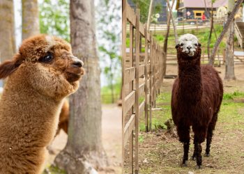 Новая достопримечательность: в Ульяновске открывается альпака-парк
