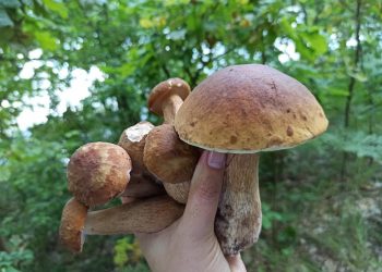 Роспотребнадзор зафиксировал три случая отравления грибами в Ульяновской области