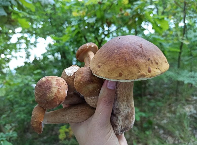 Роспотребнадзор зафиксировал три случая отравления грибами в Ульяновской области