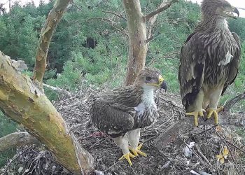 Птенцы солнечных орлов из Ульяновской области получили имена — Сеня и Геля