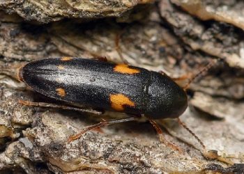 В Сенгилеевских горах нашли редкого жука из Красной книги — тенелюба четырёхпятнистого