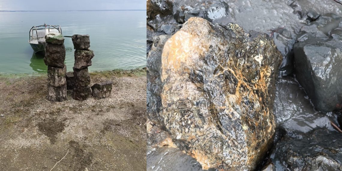 Ундоровский музей получил в дар окаменелый ствол дерева возрастом 120 млн лет