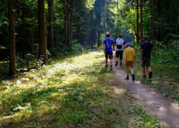 Лесная отрасль Ульяновской области демонстрирует рекордные показатели