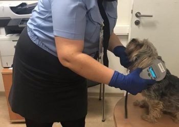 30 ульяновских животных сменили прописку на международную