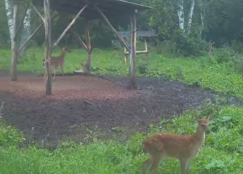 Трогательный дуэт: в «Сенгилеевских горах» сняли олениху с теленком
