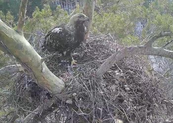 Прямой эфир из птичьего гнезда: ульяновский проект получил президентский грант