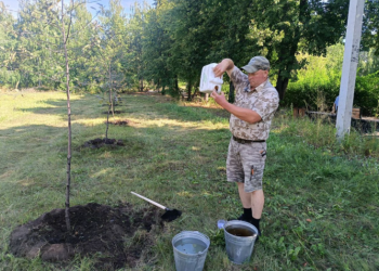 Как приживаются редкие яблони в ульяновском сквере Антонова