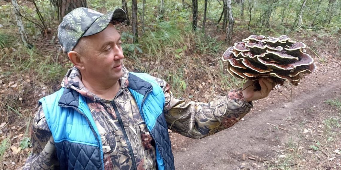 «Гриб красильщиков» нашли в Ульяновской области