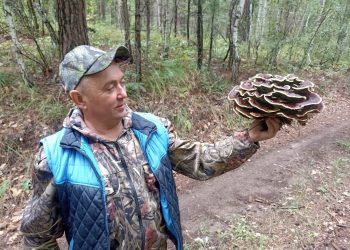 «Гриб красильщиков» нашли в Ульяновской области