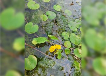 Редкое хищное растение обнаружили в «Сенгилеевских горах»