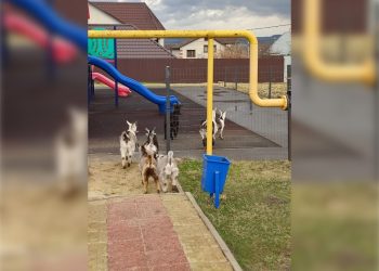 Ульяновские приставы заставили хозяйку убрать коров и коз с улиц посёлка