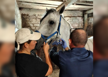 Лошадей ульяновского ипподрома и клуба «Кентавр» проверили на опасные болезни