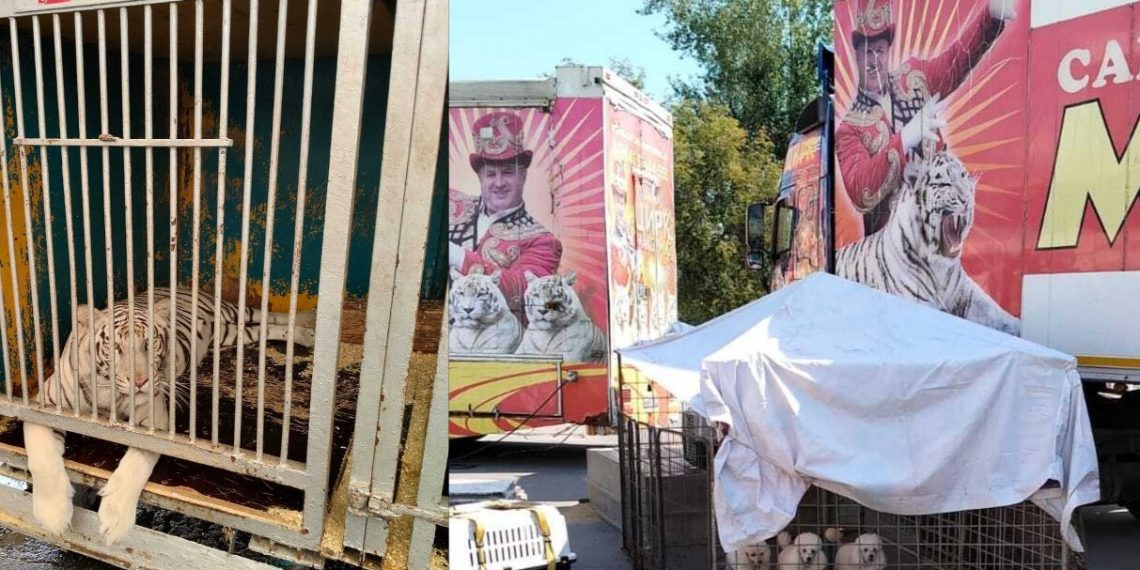 Ульяновские ветеринары проверили тигров и лигров цирка «Максимус»