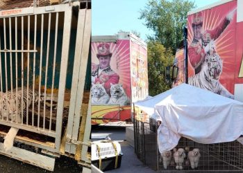 Ульяновские ветеринары проверили тигров и лигров цирка «Максимус»