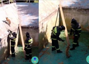 Ульяновские спасатели помогли попавшему в западню лисёнку