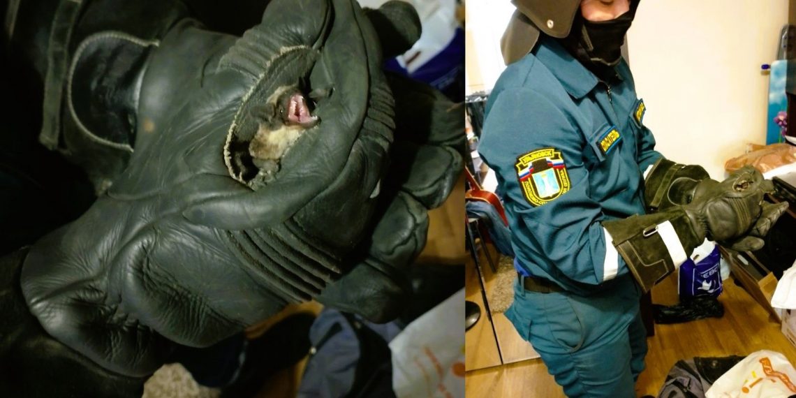 Ульяновские спасатели ловили летучую мышь в квартире на проспекте Гая