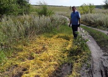 1225 га под карантином: в Старокулаткинском районе борются с повиликой