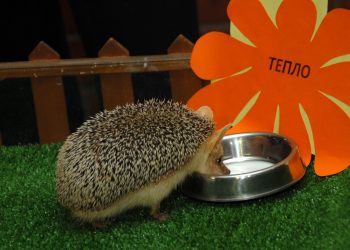 Ульяновские путешественники вывезли за границу ежа