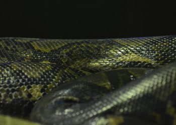 Ульяновская мэрия предупредила о нашествии змей