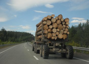 В Ульяновской области сделают акцент на глубокой переработке древесины