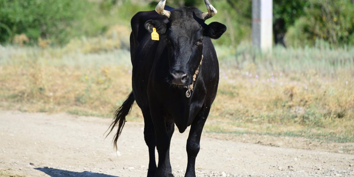 В ДТП с коровой на трассе Саранск – Ульяновск пострадали два человека