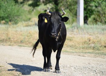 В ДТП с коровой на трассе Саранск – Ульяновск пострадали два человека