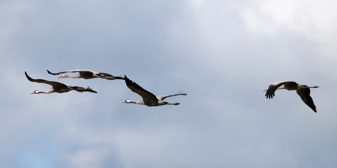 Жителей Ульяновской области приглашают поучаствовать в учёте журавлей