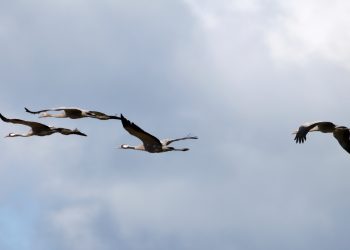 Жителей Ульяновской области приглашают поучаствовать в учёте журавлей