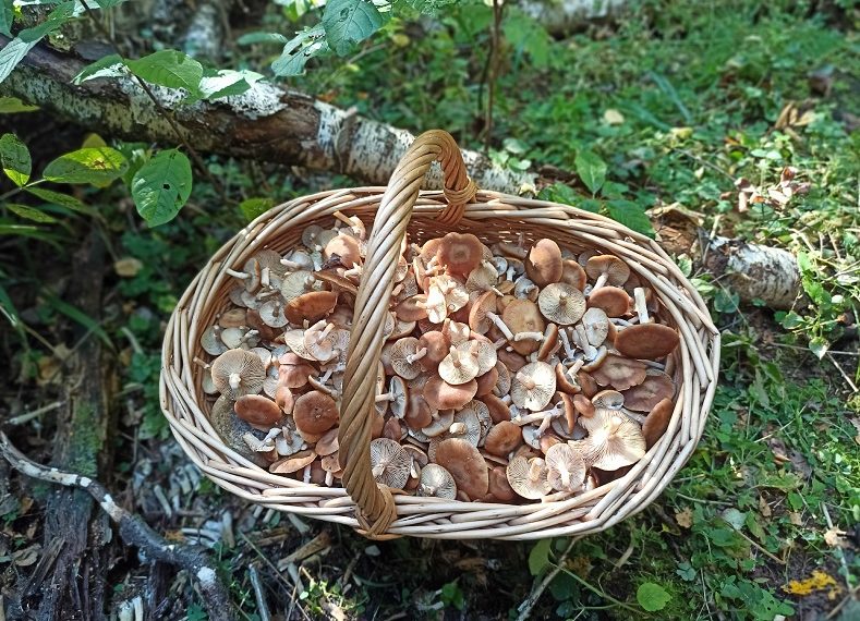 В Ульяновской области сутки разыскивали ушедшего за грибами 85-летнего мужчину