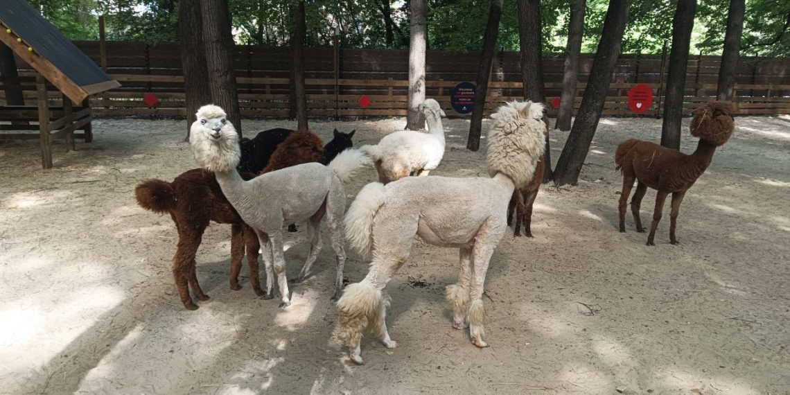 Ульяновский парк альпак «Пача Мама» получил лицензию Россельхознадзора