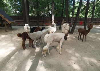 Ульяновский парк альпак «Пача Мама» получил лицензию Россельхознадзора