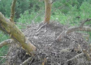 Белогор и Арбушка с потомством покинули гнездо в «Сенгилеевских горах»