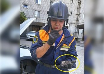 Крохотного котёнка достали из-под капота авто в Ульяновске