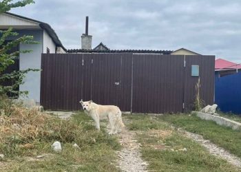 В ульяновском селе Кротовка пресечен бесконтрольный выгул домашних животных