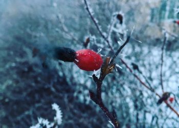 Ульяновцев предупредили о заморозках до -1° в среду 10 сентября