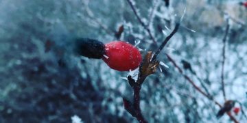 Ульяновцев предупредили о заморозках до -1° в среду 10 сентября